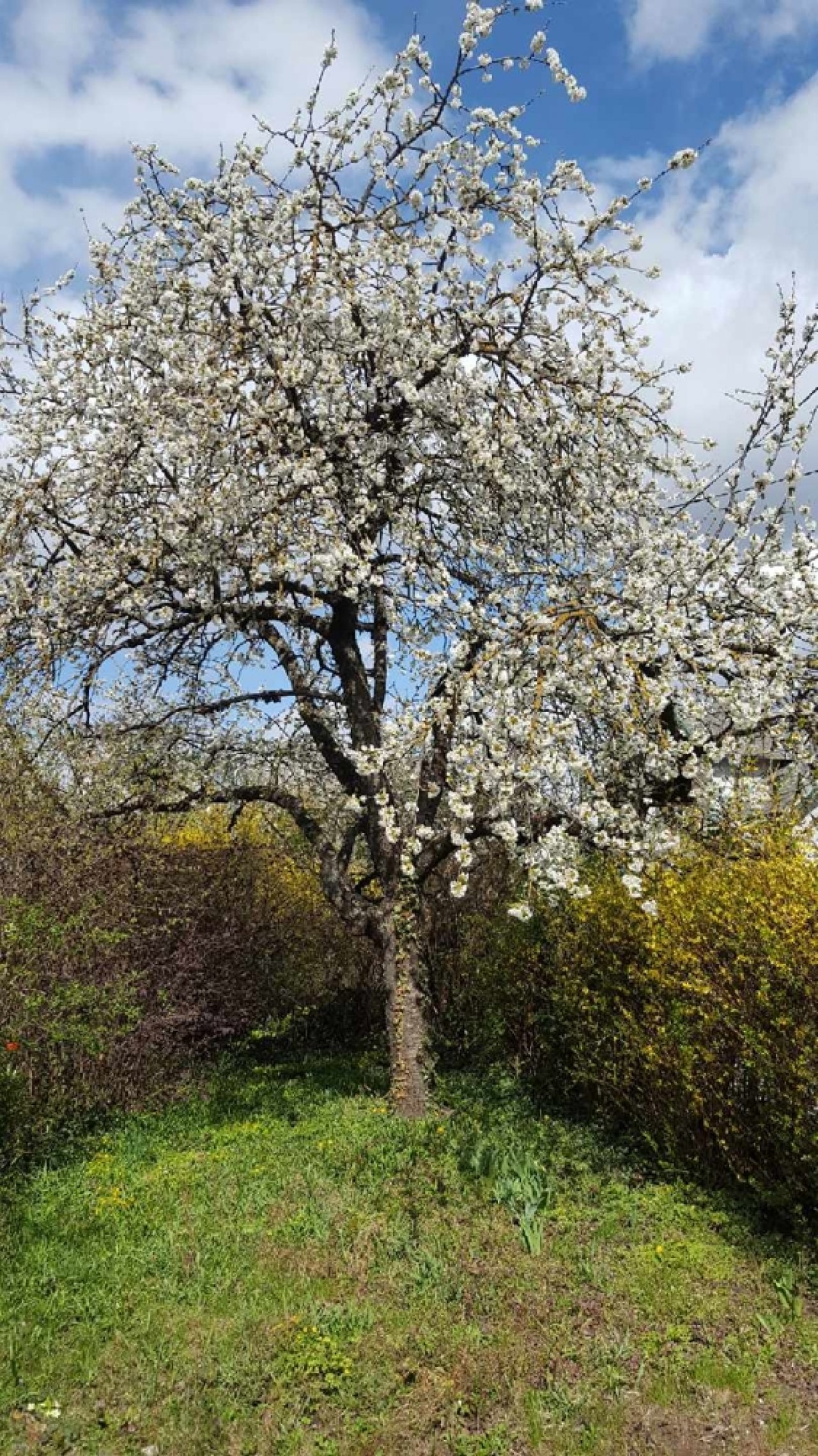 Kirschbaum Kirschbaum